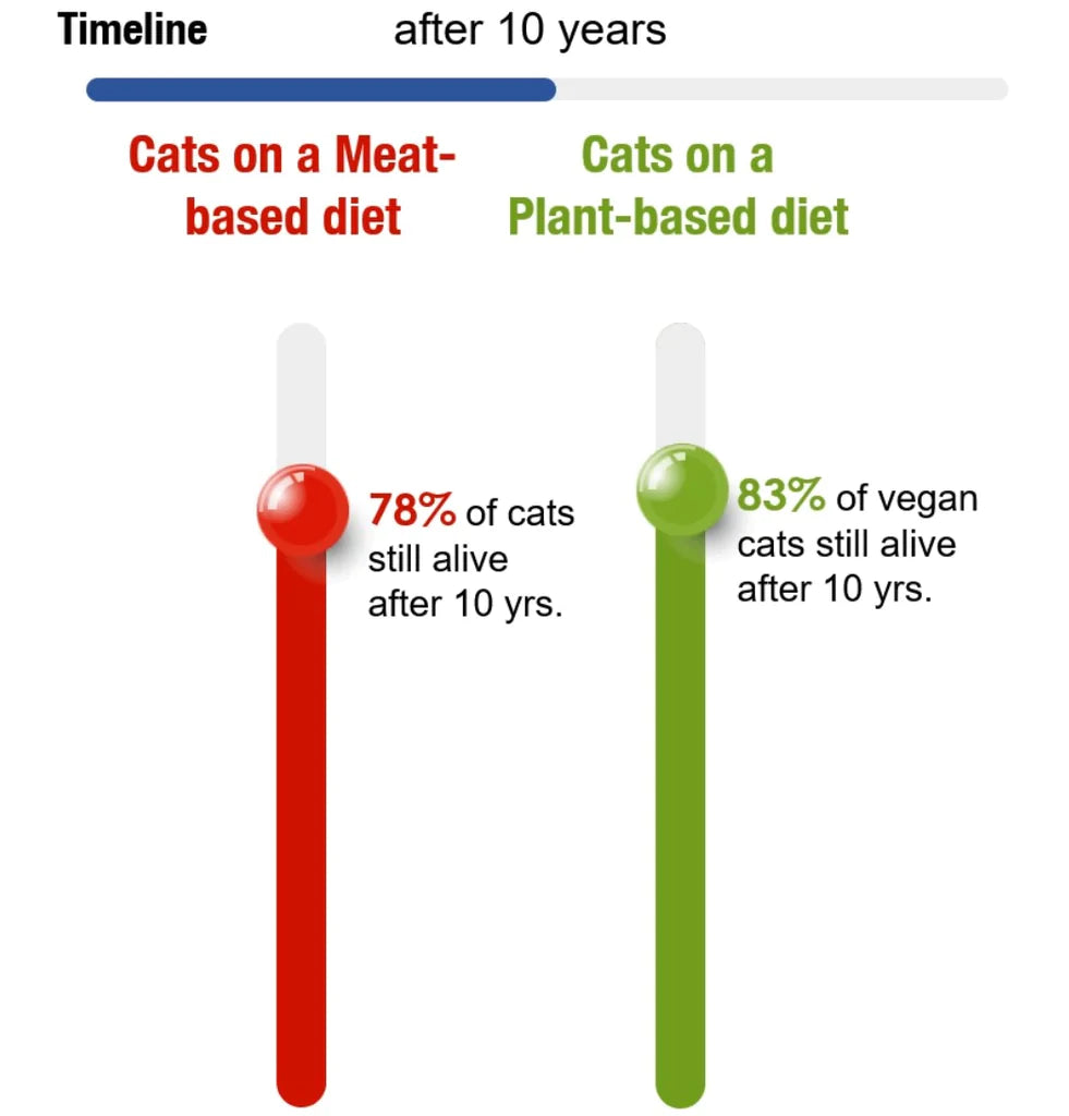 How long do Vegan Cats live? 🕒