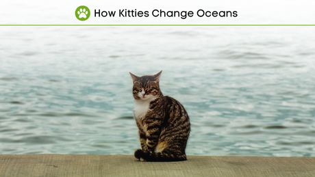 How Kitties Change Oceans