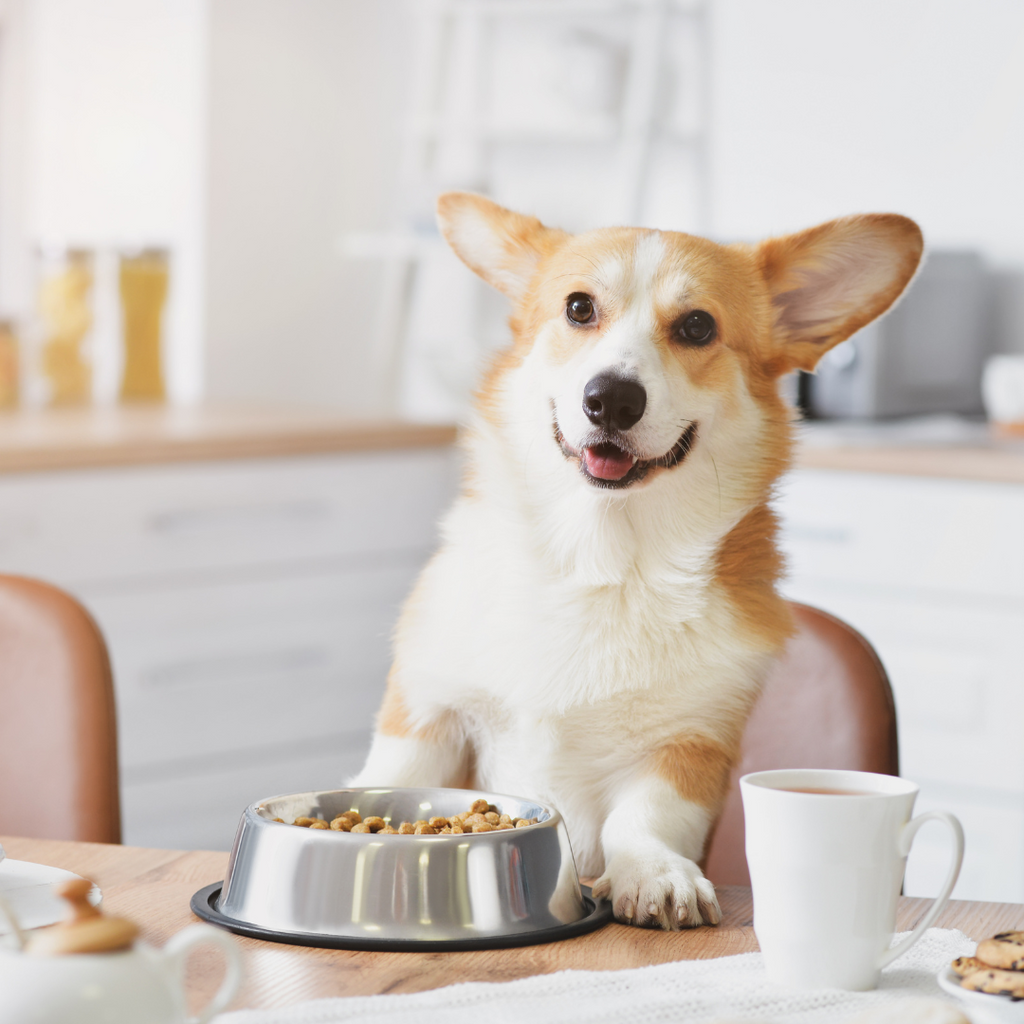 A Step-by-Step Guide to Add Variety to your Dog's Meals