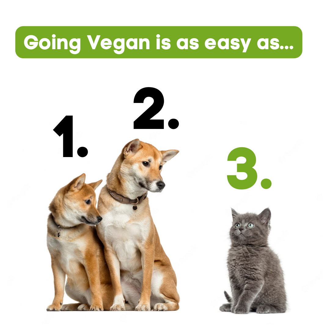 Diet Transition Tips for Pet Guardians