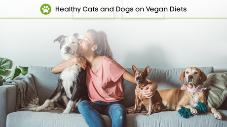 Promising Recent Studies Suggest: Cats and Dogs are Healthy on a Vegan Diet!