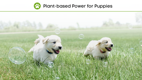 Plant-based Power for Puppies: Choosing the Right Food for Your Growing Pup