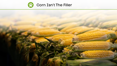 Benefits of Corn in Vegan Pet Food