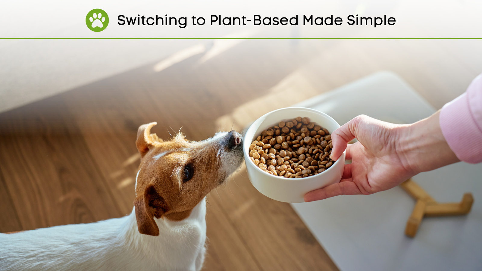 Diet Transition Tips for Pet Guardians