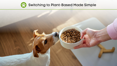 Diet Transition Tips for Pet Guardians