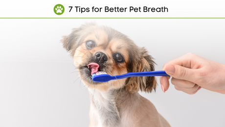 Fresh Breath for Pets with Vegan Care!