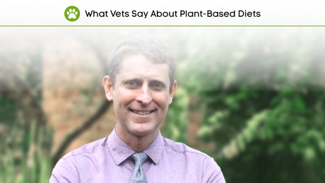 What Do The Vets Say About Plant-Based Pet Diet?
