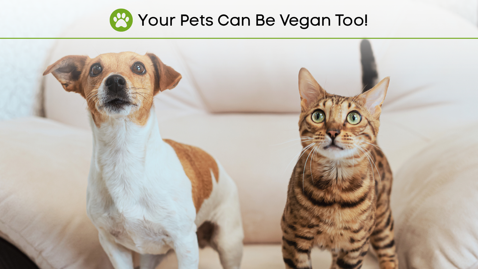 Top reasons your pets can be vegan too! What the latest research says.