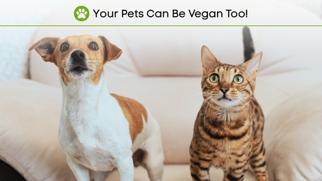 Top reasons your pets can be vegan too! What the latest research says.