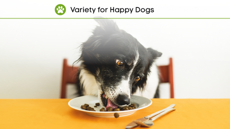 A Step-by-Step Guide to Add Variety to your Pets' Meals