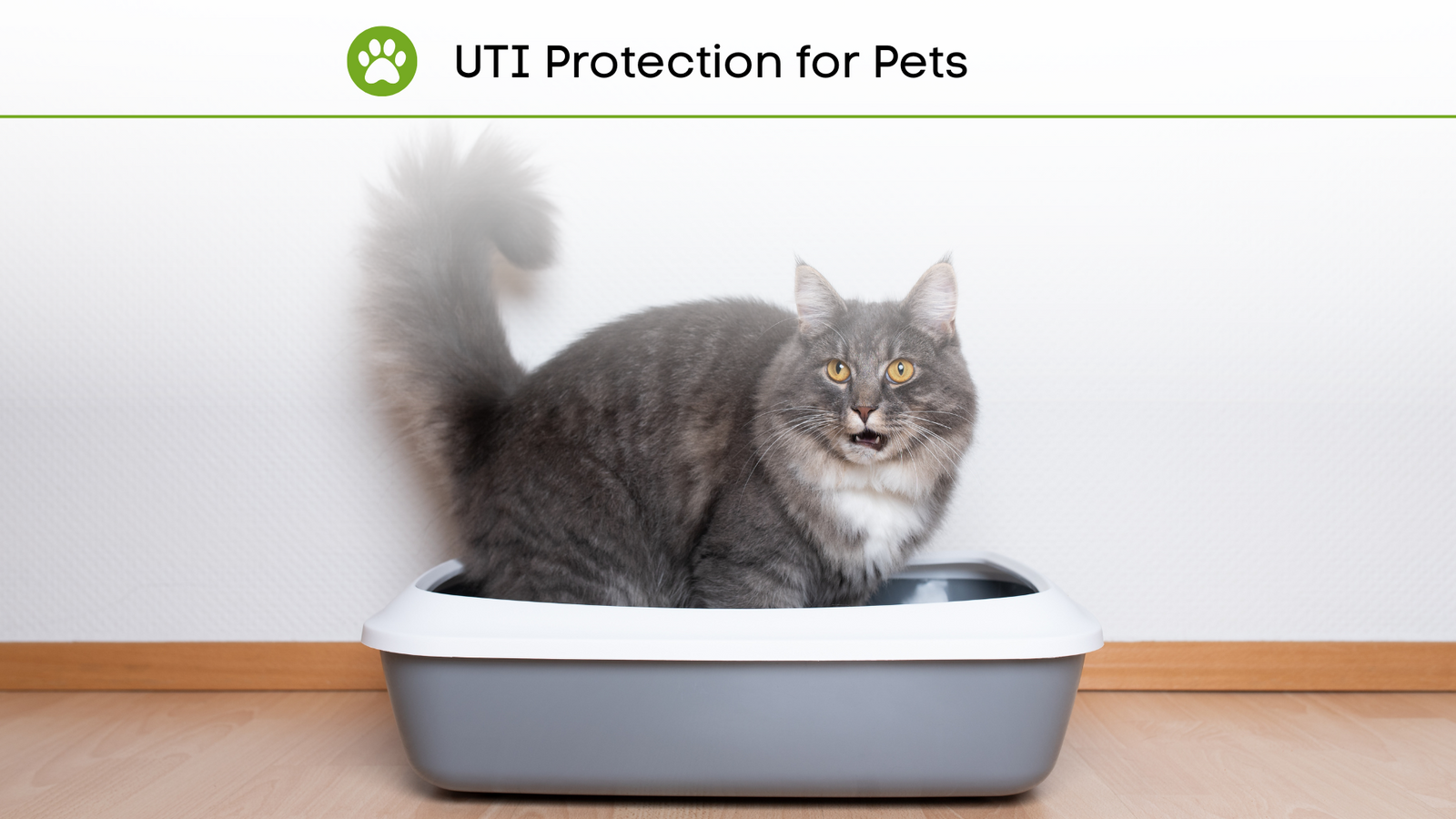 3 Methods for Preventing Urinary Tract Problems in Cats and Dogs