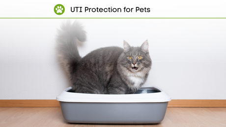 3 Methods for Preventing Urinary Tract Problems in Cats and Dogs