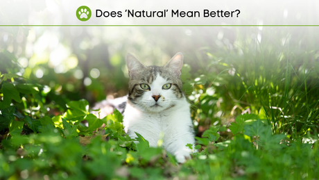 What's Natural? Comment by Veterinarian Dr. Armaiti May