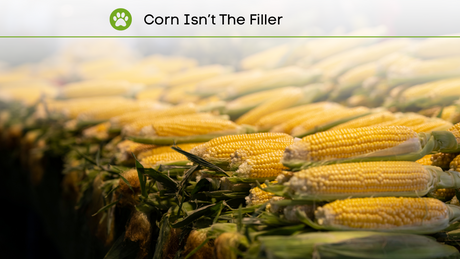 Benefits of Corn in Vegan Pet Food