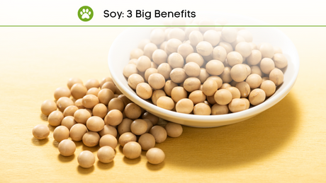 How Soy Works in Pet Food