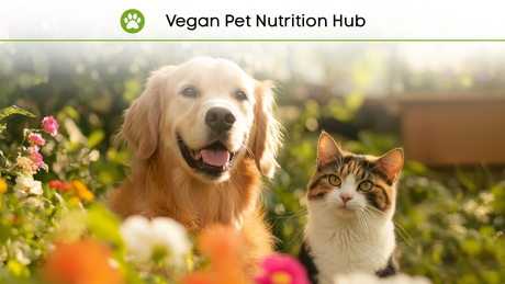 New! Vegan Pet Nutrition Hub – Everything You Need to Know in One Place