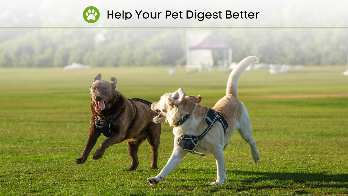Support Healthy Digestion with Plant-Based Digestive Enzymes 🌱