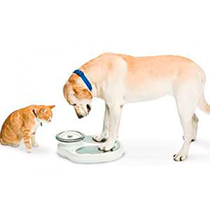 Vegan diet may be the solution for overweight cats and dogs