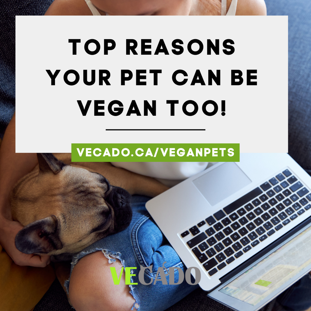 Top reasons your pets can be vegan too! What the latest research says.