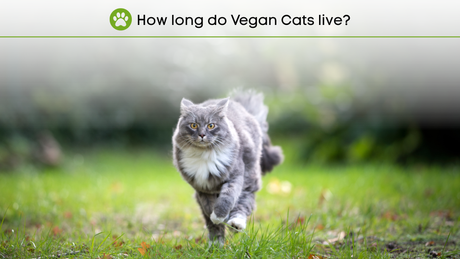 How long do Vegan Cats live? 🕒