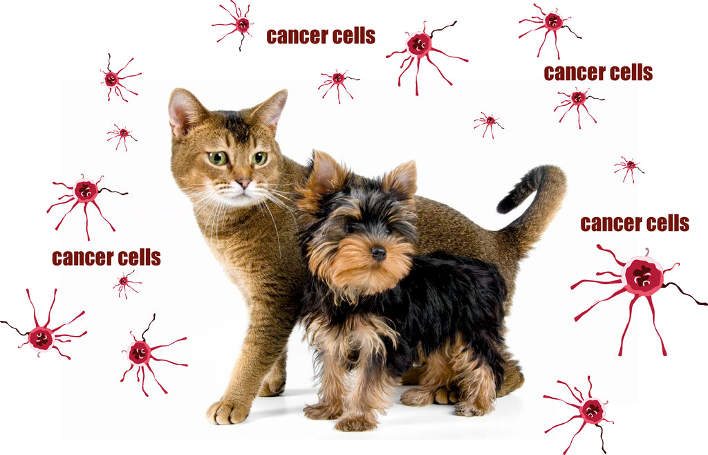 Cancer in cats and dogs