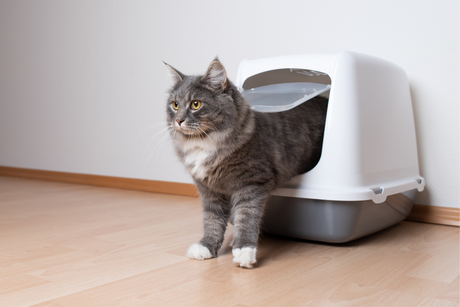 Urinary Health of Cats