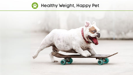🌱 5 Tips for Managing Your Pet's Weight!