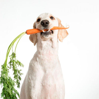 Antioxidants – important components of your dog and cat’s diet