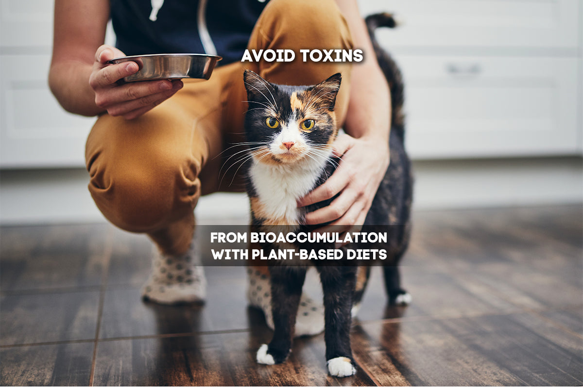 Avoid Toxins from Bioaccumulation with vegan cat & dog food