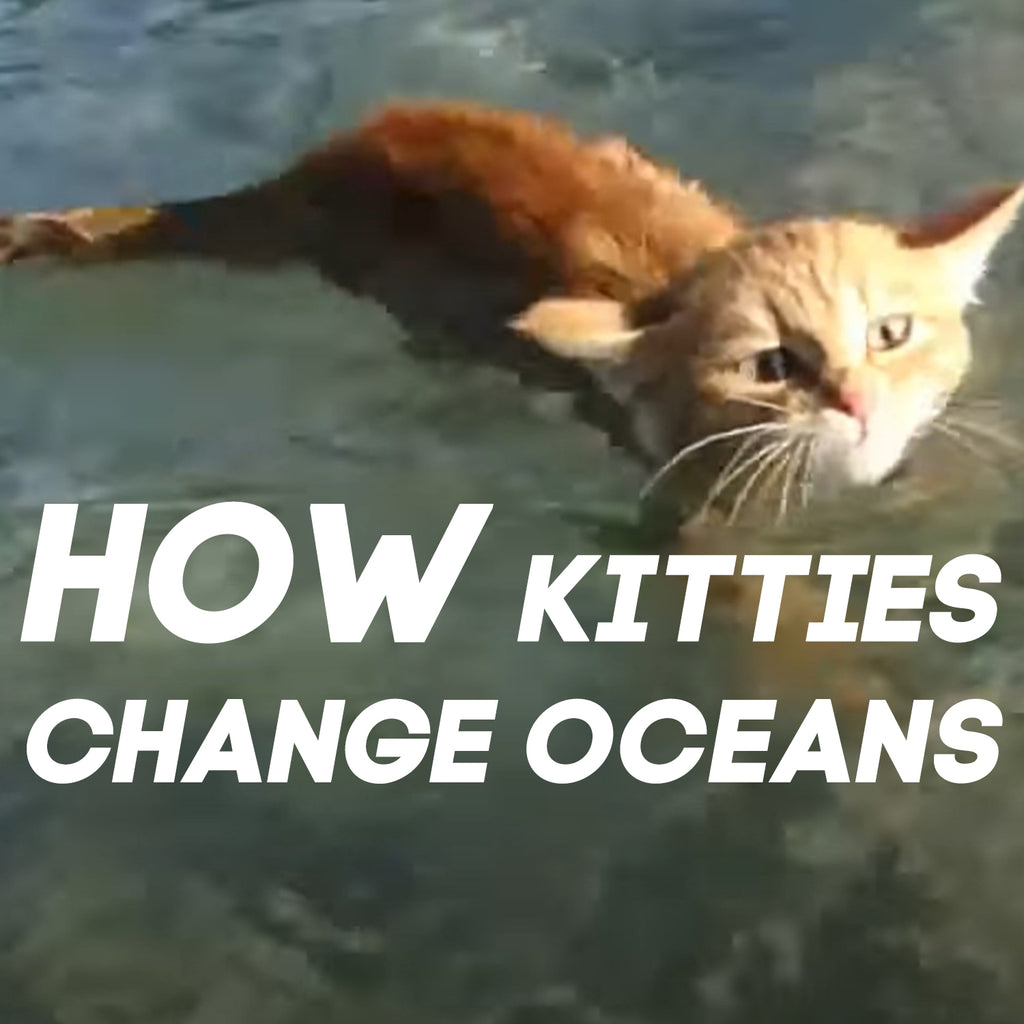 How Kitties Change Oceans