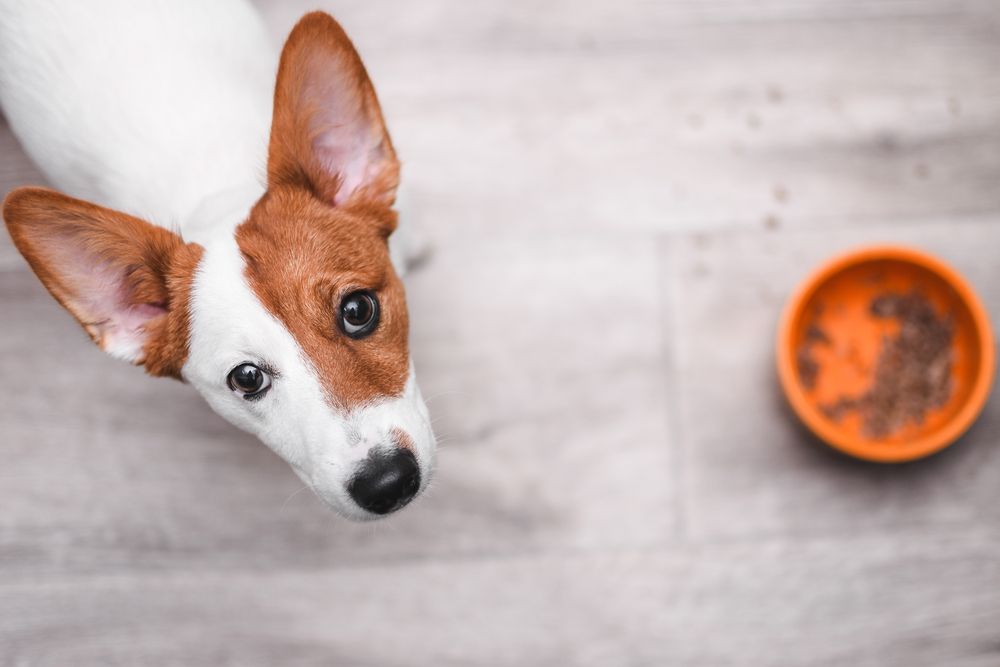 Is your dog or cat a picky eater?