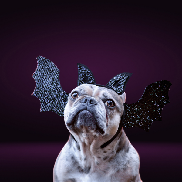 Halloween Dog Bundle