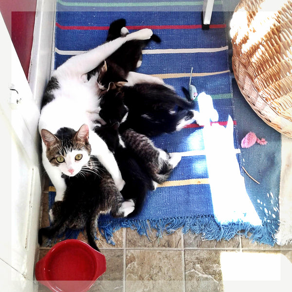 Story about Mama cat and her Kittens